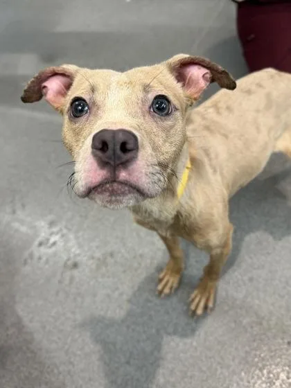 A baby medium-sized female Mixed Breed dog named Lacy for adoption in West Chester, PA