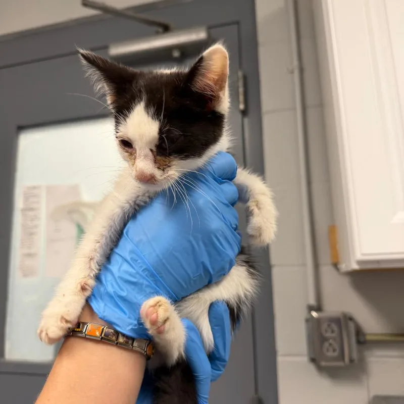 A baby small-sized male White Domestic Short Hair cat named Cuddle Bug for adoption in Greenville, SC