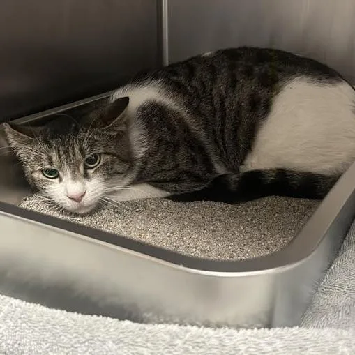 An adult medium-sized male Brown / Chocolate Domestic Short Hair cat named Igor for adoption in Redwood City, CA