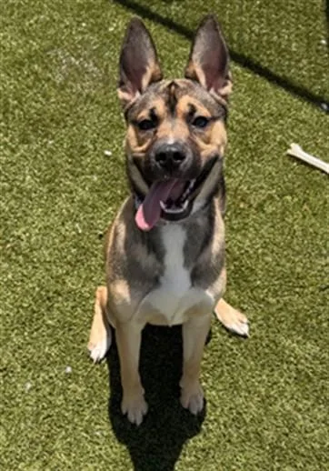 A young medium-sized female German Shepherd Dog dog named Karamella for adoption in Toledo, OH