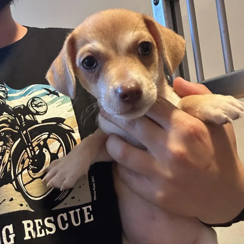 A baby small-sized male Yellow / Tan / Blond / Fawn Mixed Breed dog named Maui for adoption in San Francisco, CA