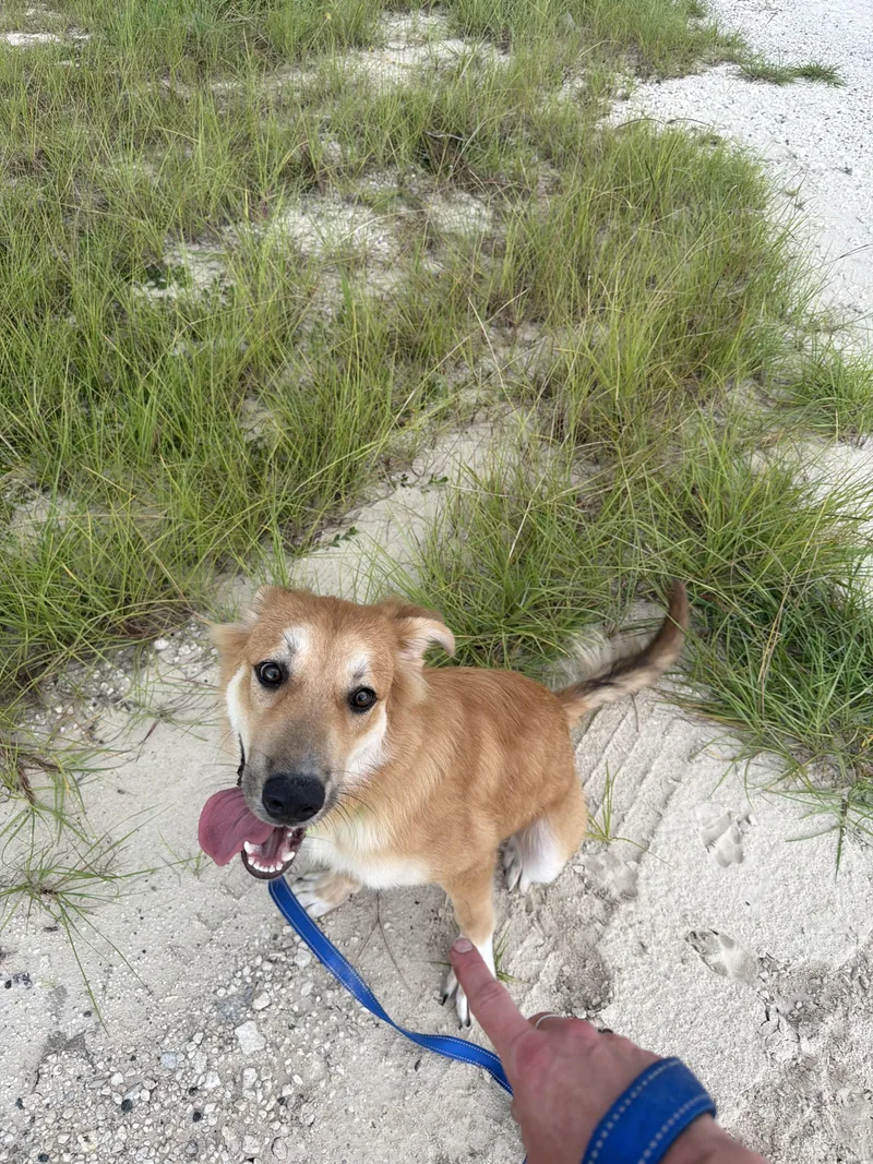 A young large-sized male Golden Retriever dog named Scooby for adoption in Bradenton, FL
