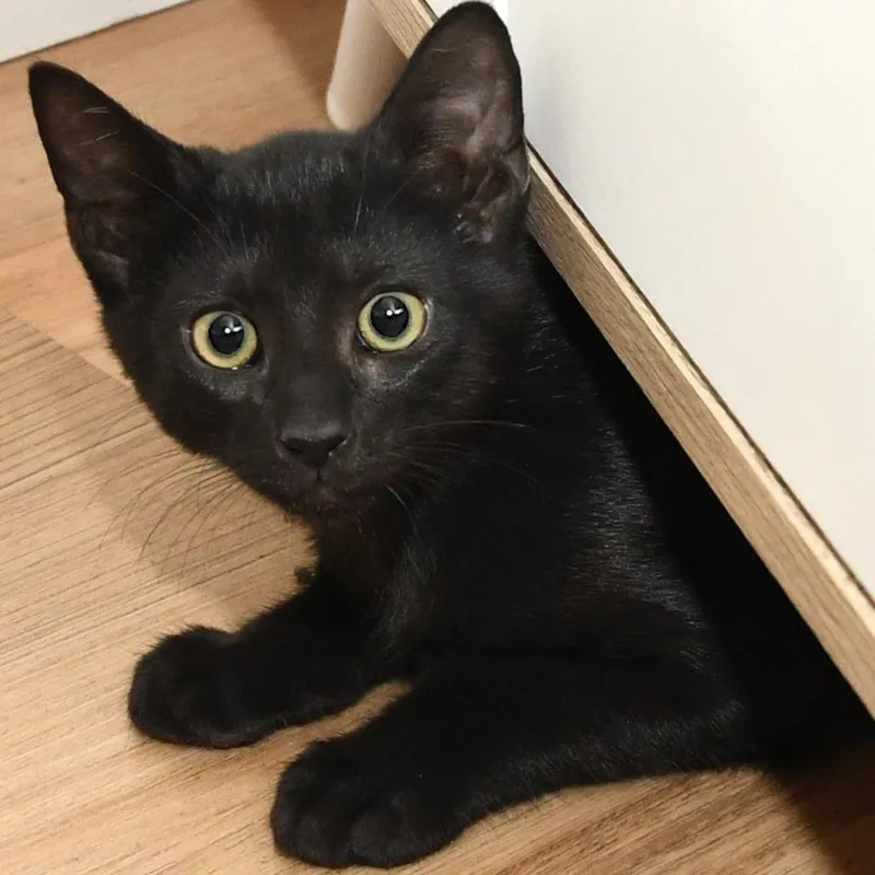 A baby small-sized male Black Domestic Short Hair cat named Satin lacy k for adoption in Natick, MA