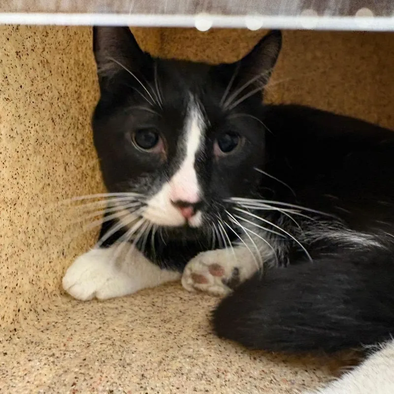 An adult medium-sized male Black Domestic Medium Hair cat named Shad for adoption in Reno, NV