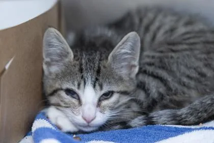 A young small-sized male Domestic Short Hair cat named B Griffin for adoption in North Charleston, SC