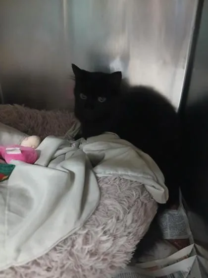An adult medium-sized female Domestic Long Hair cat named Keke for adoption in Largo, FL