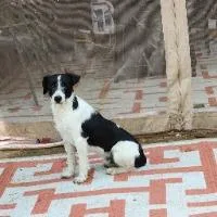 A young medium-sized male Fox Terrier dog named Snoopy for adoption in Monticello, NY