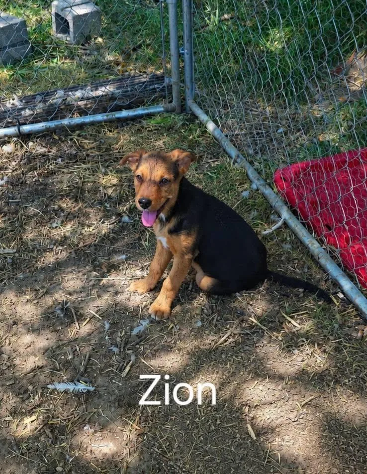 A young medium-sized female German Shepherd Dog dog named Zion for adoption in Midway, UT