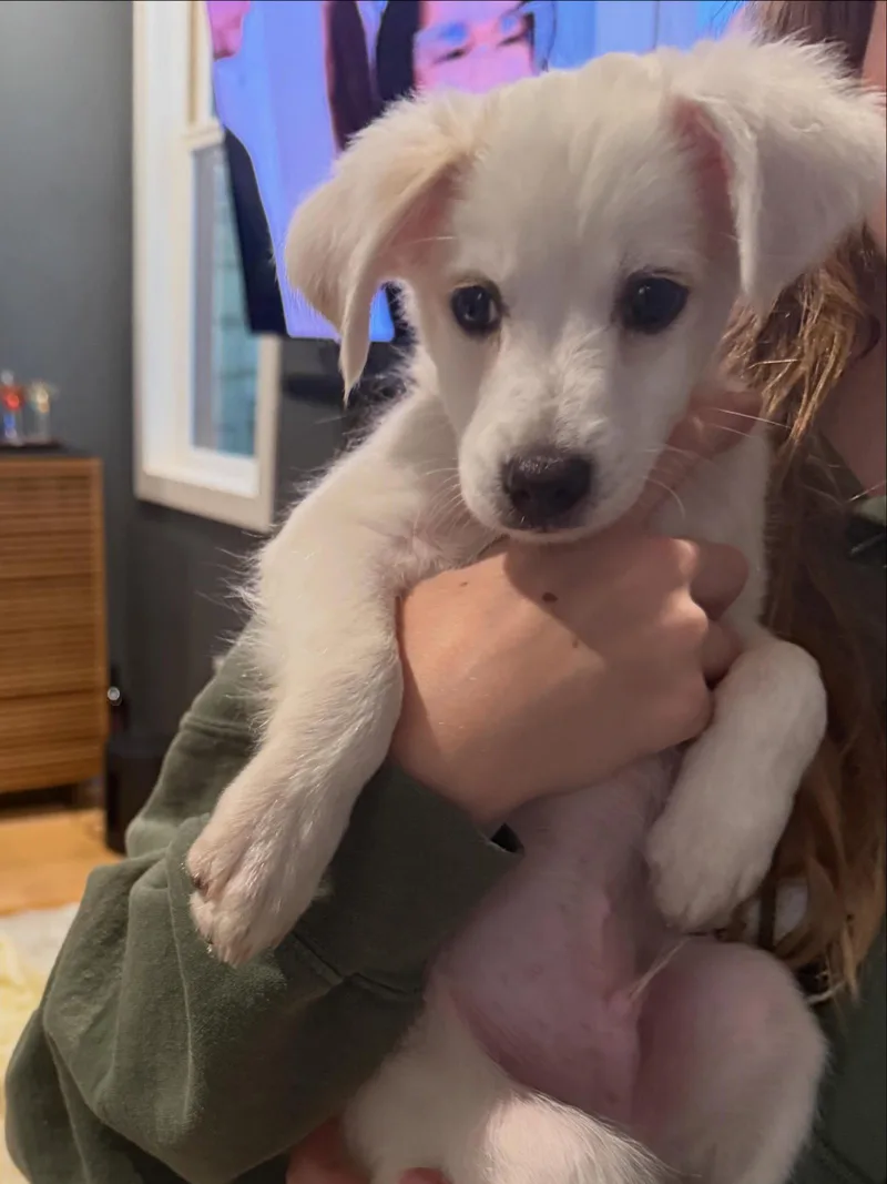 A young medium-sized male Terrier dog named Banjo for adoption in Sunnyvale, CA