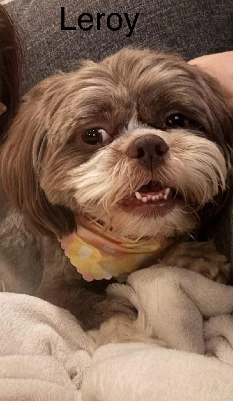 A young small-sized male Brown / Chocolate Shih Tzu dog named Cleophus Leroy for adoption in Broken Arrow, OK