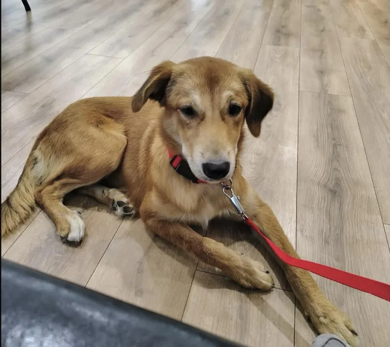 A young medium-sized female Golden Retriever dog named Lady for adoption in Commerce City, CO