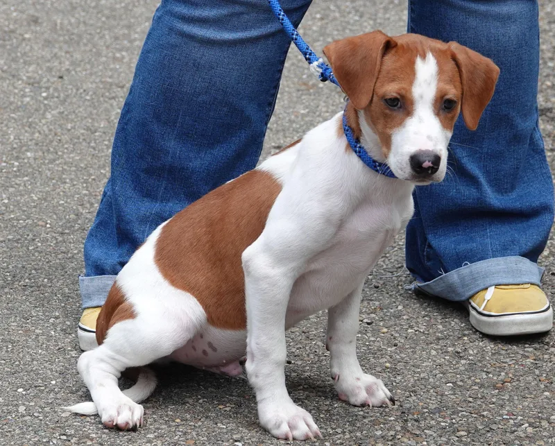 A baby medium-sized male Red / Chestnut / Orange Beagle dog named Forky for adoption in Millfield, OH
