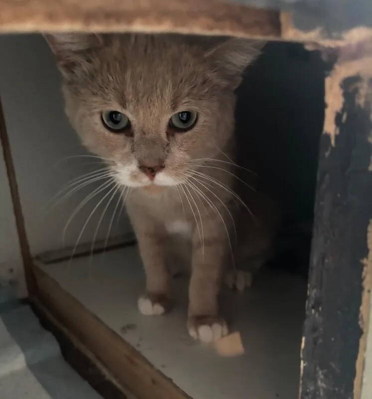 An adult medium-sized male Orange / Red Domestic Short Hair cat named Monty for adoption in Grand Rapids, MI
