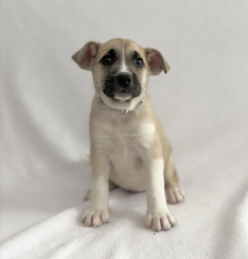 A baby large-sized female Siberian Husky dog named Tropical: Lychee for adoption in Palo Alto, CA