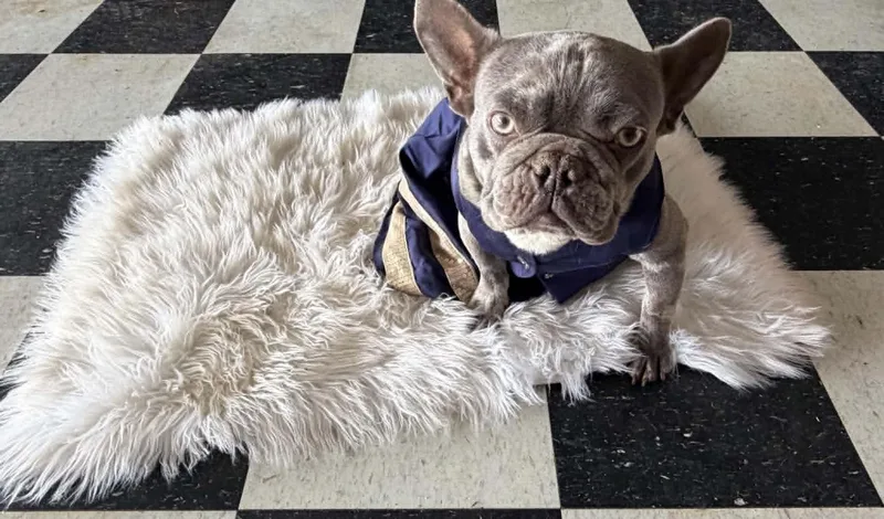 An adult small-sized female French Bulldog dog named Opal for adoption in Piedmont, OK