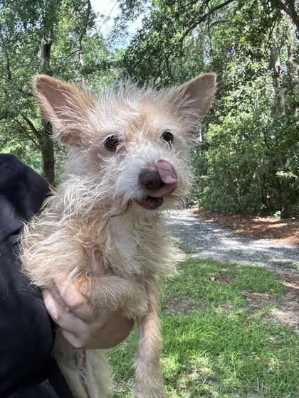 An adult small-sized female Terrier dog named Roxy for adoption in Brunswick, GA