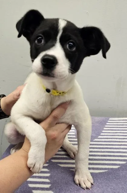 A baby medium-sized female Mixed Breed dog named Tata for adoption in West Chester, PA