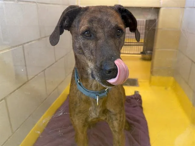 An adult medium-sized male Mixed Breed dog named Max for adoption in Dallas, TX