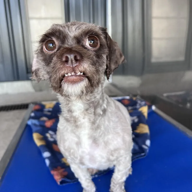 A young small-sized female Brown / Chocolate Shih Tzu dog named Peach for adoption in Chicago, IL