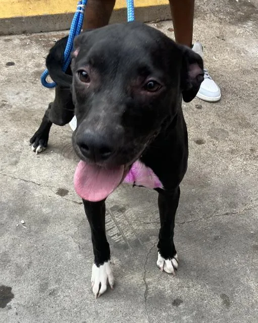 A young medium-sized female Mixed Breed dog named Barbie for adoption in Dallas, TX