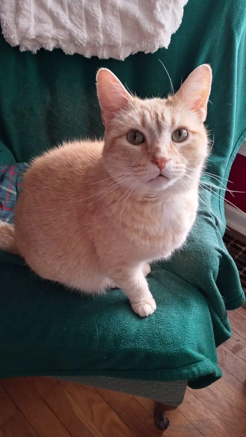 Chestnut thumbnail 3