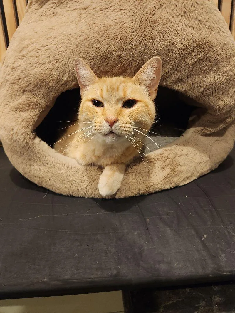 Chestnut thumbnail 4