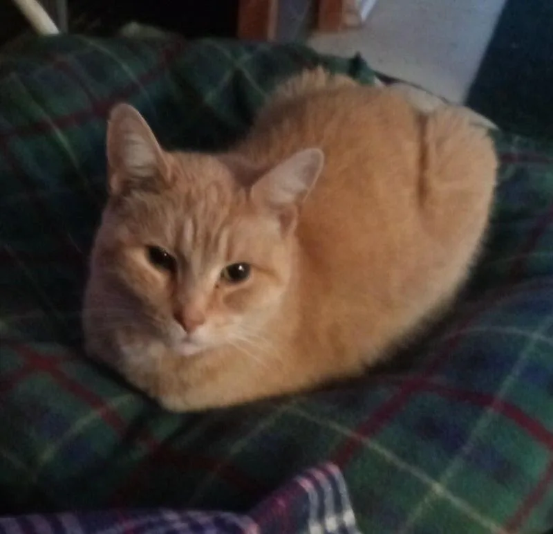 Chestnut thumbnail 5