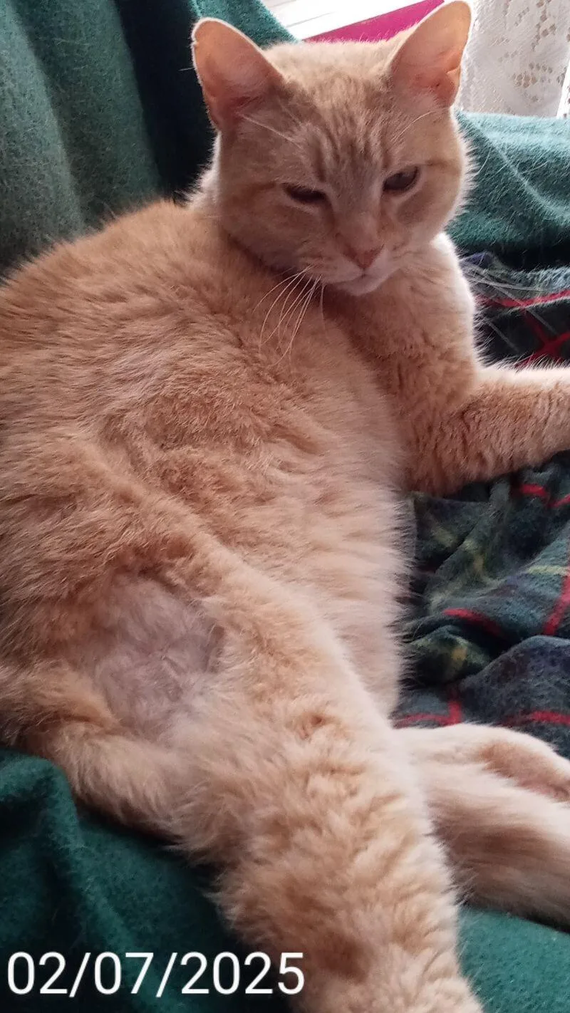 Chestnut thumbnail 6