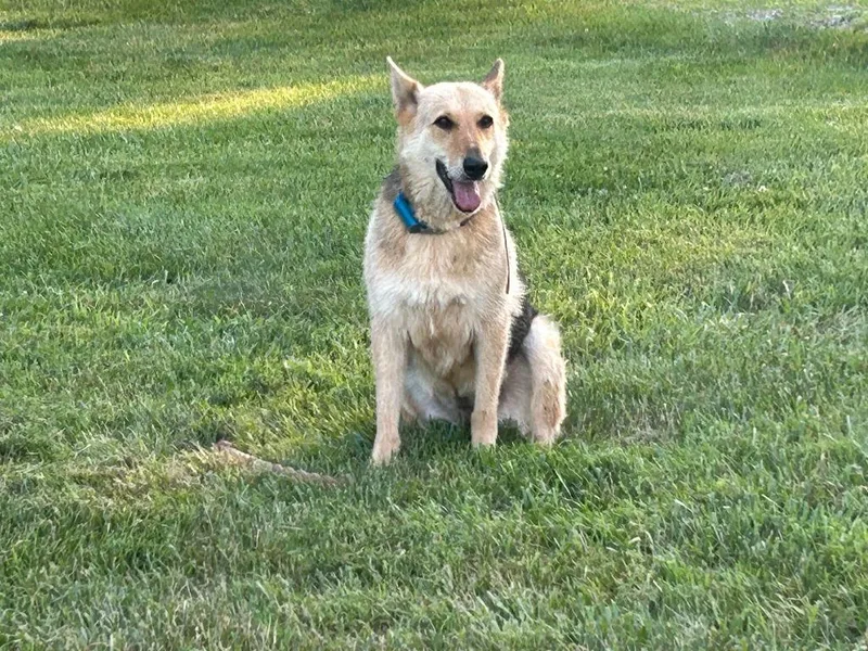 An adult medium-sized female German Shepherd Dog dog named Harper for adoption in Bloomington, IN