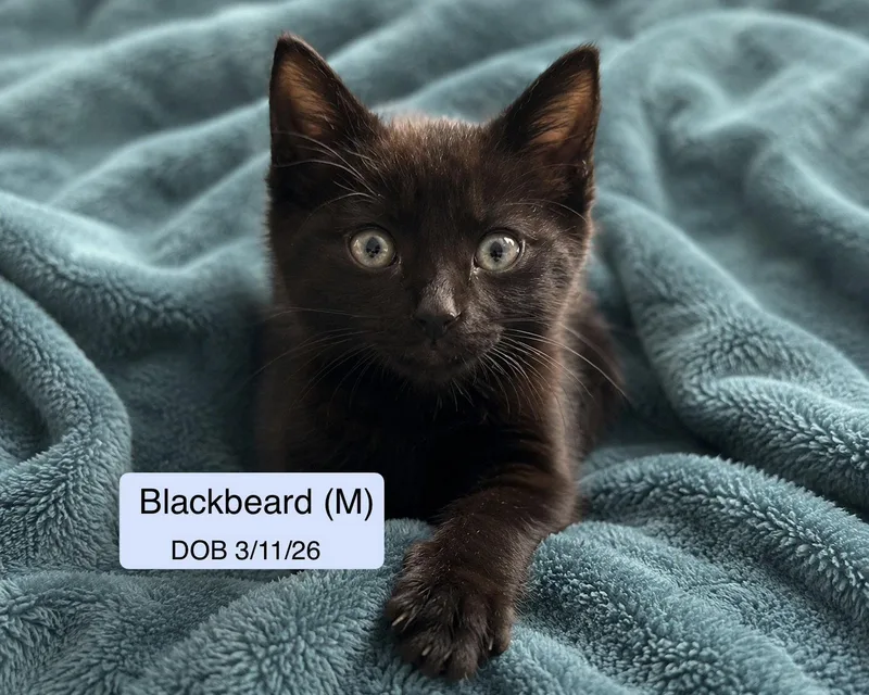 A baby medium-sized male Black Domestic Short Hair cat named Blackbeard for adoption in Vacaville, CA