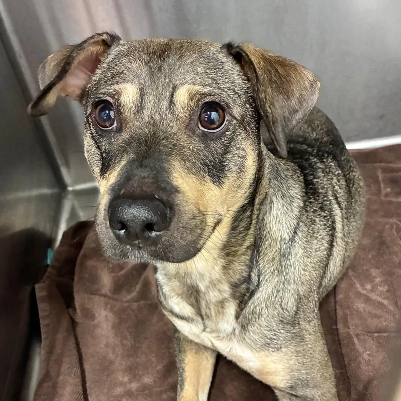 An adult medium-sized female Yellow / Tan / Blond / Fawn Mixed Breed dog named Honeybee for adoption in Abilene, TX