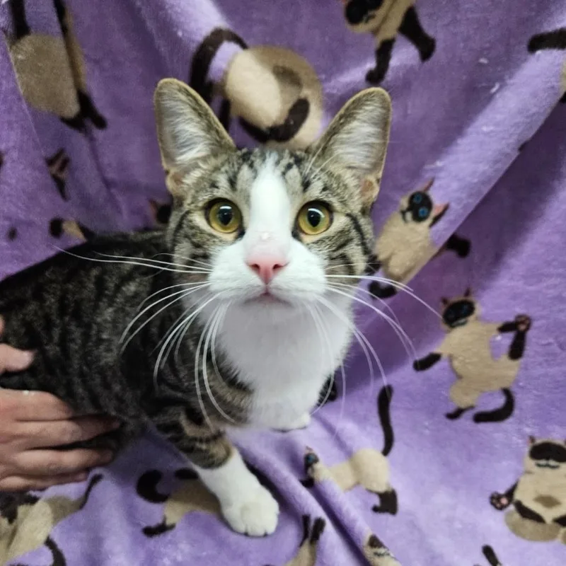 A young medium-sized male Tabby (Brown / Chocolate) Domestic Short Hair cat named Scout for adoption in Antioch, IL
