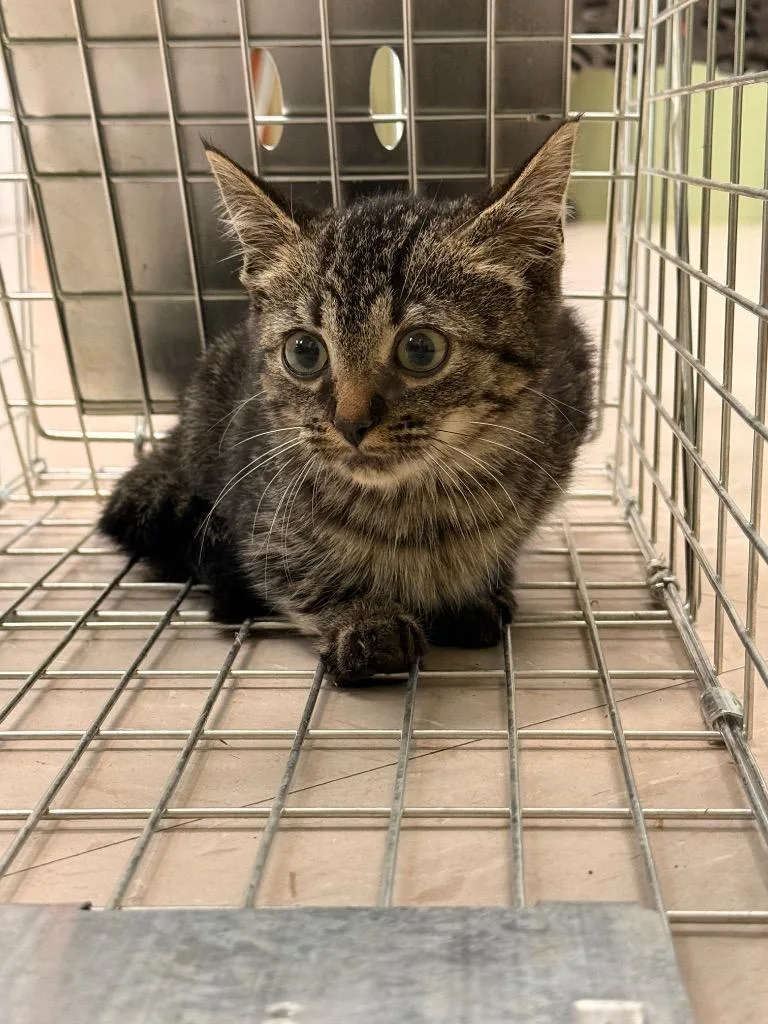 A baby medium-sized female Domestic Short Hair cat named Frizzle for adoption in Burnsville, NC