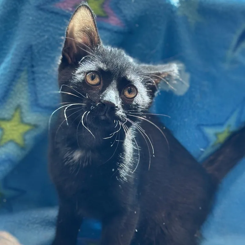 A baby small-sized male Black Domestic Short Hair cat named Verona for adoption in Matteson, IL
