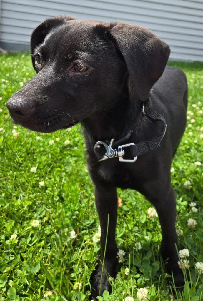 A baby small-sized male Labrador Retriever dog named Rolo for adoption in Sandusky, OH