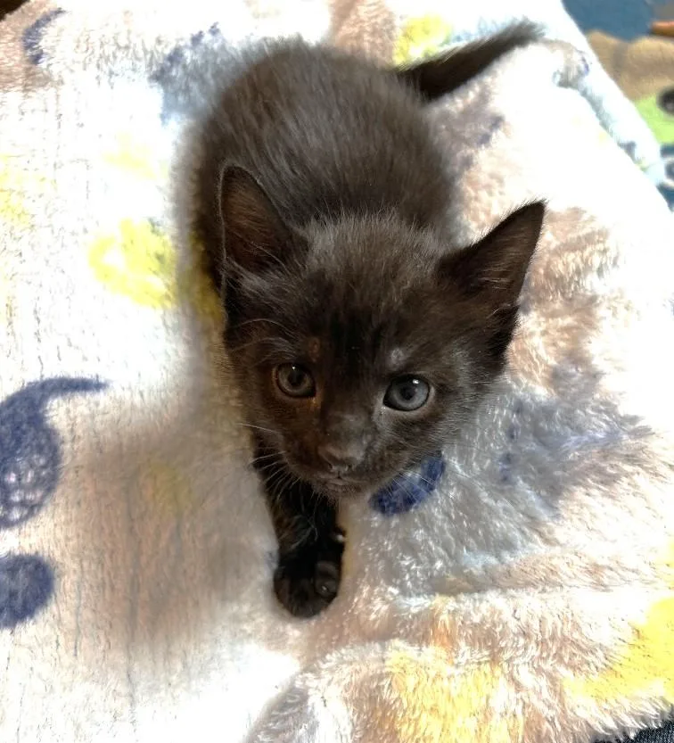 A baby medium-sized female Black Domestic Short Hair cat named Zilla for adoption in Rossville, TN