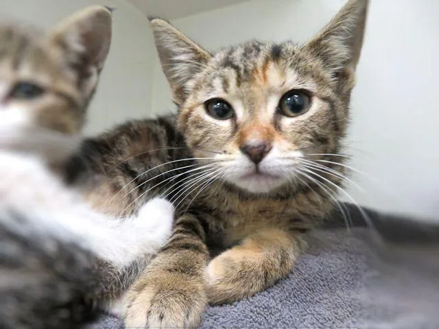 A baby small-sized female Domestic Short Hair cat named Bubbles for adoption in Oklahoma City, OK