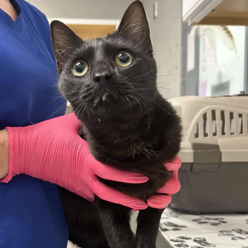 An adult medium-sized female Black Domestic Short Hair cat named Misty Wave for adoption in Greenville, SC