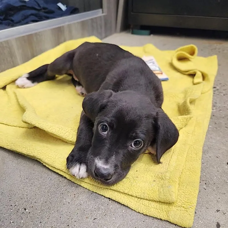A baby medium-sized female Black Retriever dog named Galilea for adoption in New Rochelle, NY