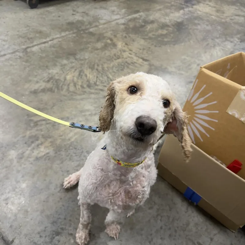 An adult medium-sized male Mixed Breed dog named Gus for adoption in East Smithfield , PA