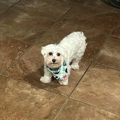 Pilaf