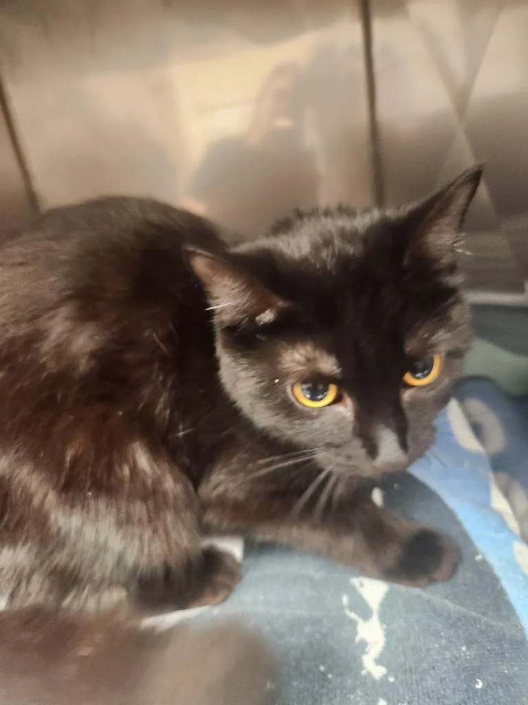 A young medium-sized female Domestic Short Hair cat named Mia for adoption in Mocksville, NC