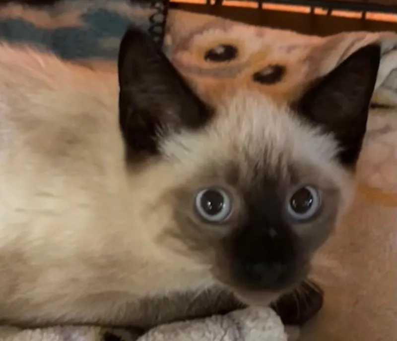 A baby small-sized female Siamese cat named Chai for adoption in Elizabethton, TN