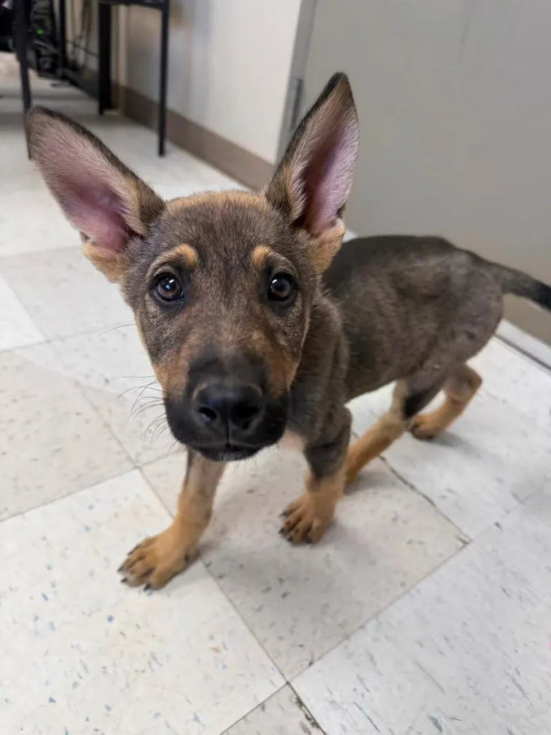A young small-sized male Bicolor German Shepherd Dog dog named Timon for adoption in Oakdale, CA