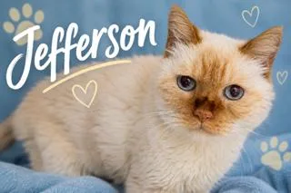 Jefferson: Dmh thumbnail 2