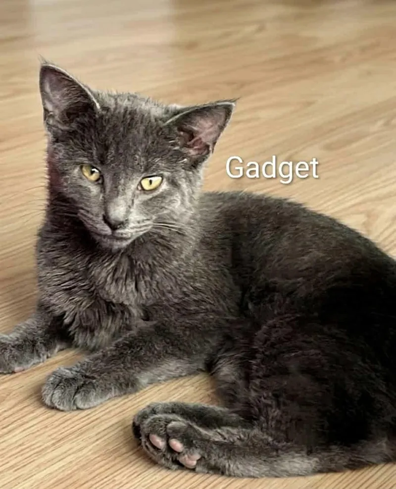 A baby medium-sized male Gray / Blue / Silver Russian Blue cat named Gadget for adoption in Wyandotte, MI