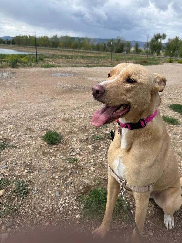 An adult medium-sized male White / Cream Mixed Breed dog named Lambie for adoption in Fort Collins, CO