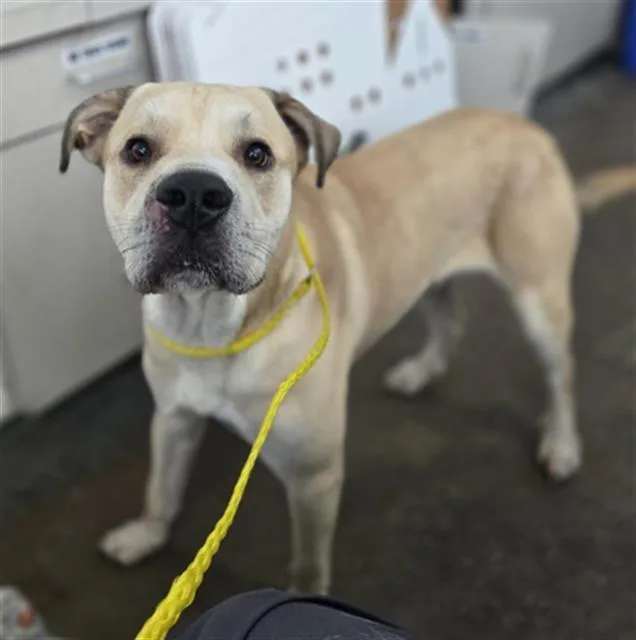 A young large-sized male Mixed Breed dog named Clifford for adoption in Dallas, TX
