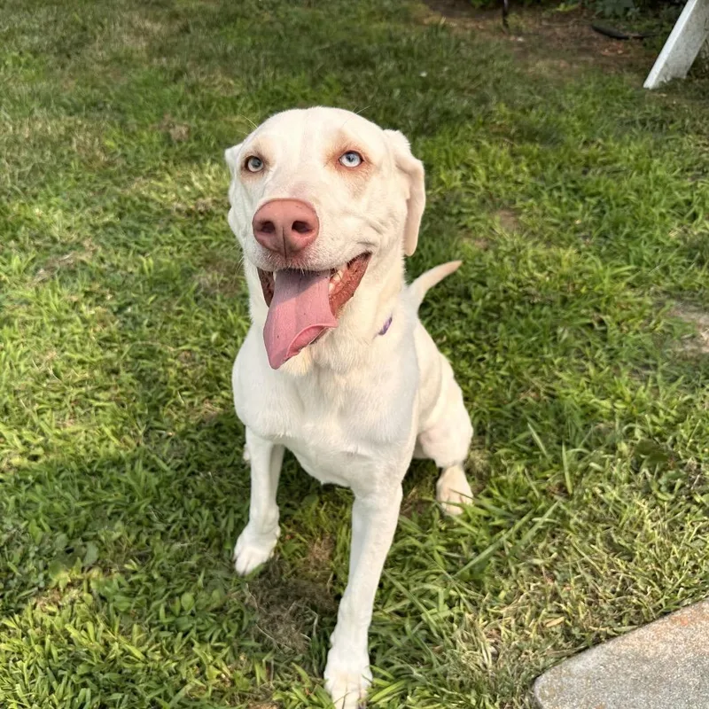 Duke