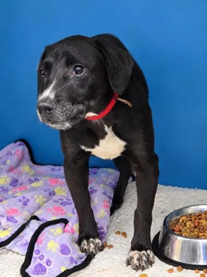 A baby large-sized male Black Retriever dog named Tucker for adoption in Bedford, IN